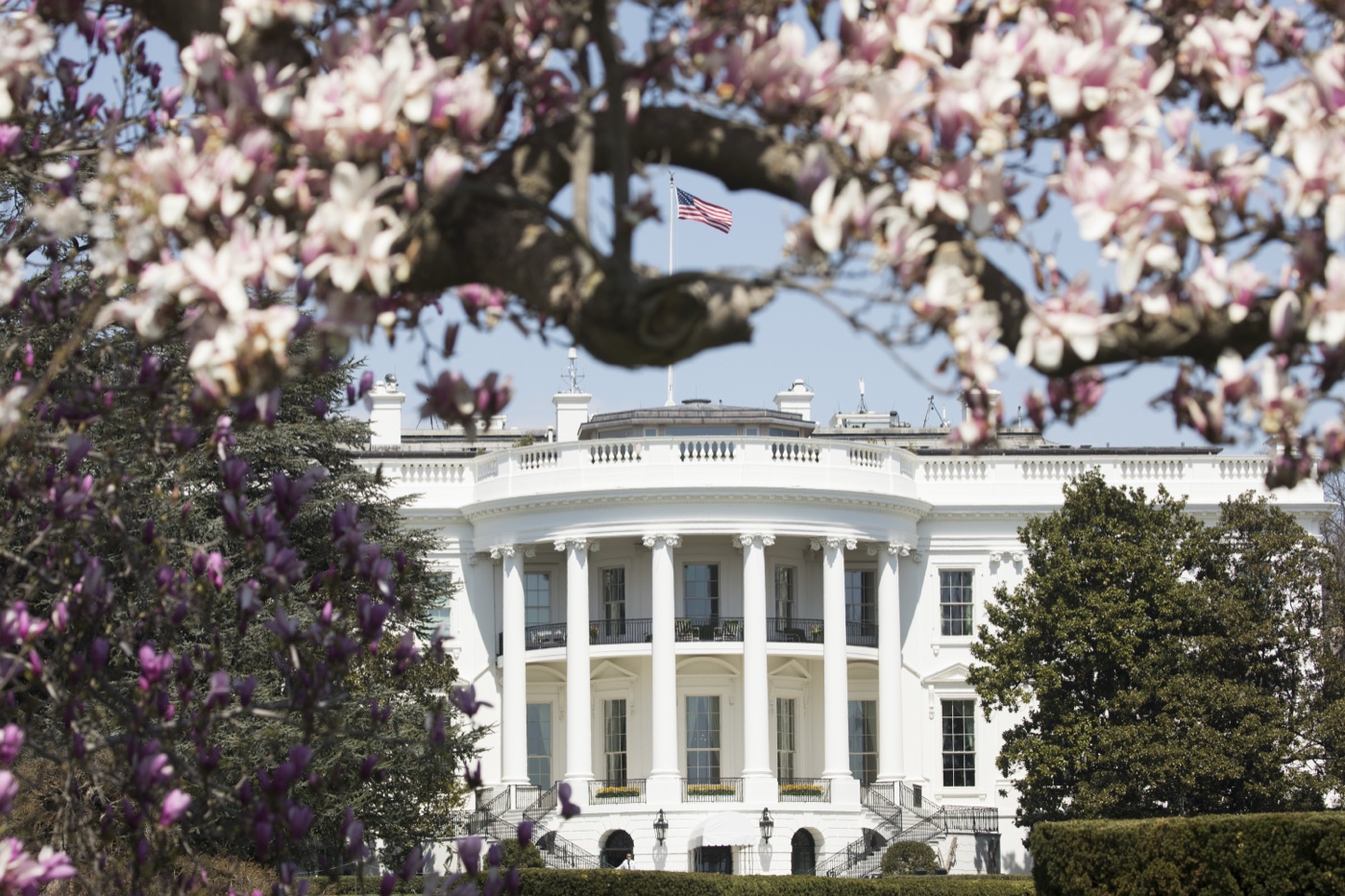 The White House South Portico framed by spring blossoms, photographed on April 5, 2018